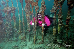 New PADI RTO Trainer in Queensland